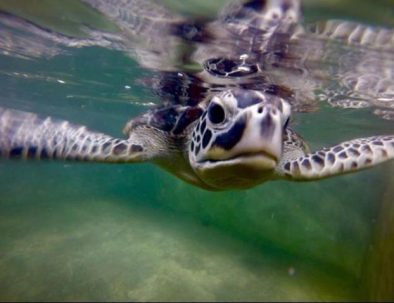 Havssköldpaddor i Ambalangoda på vackra Sri Lanka