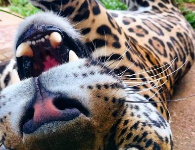Naturreservat med jaguarer