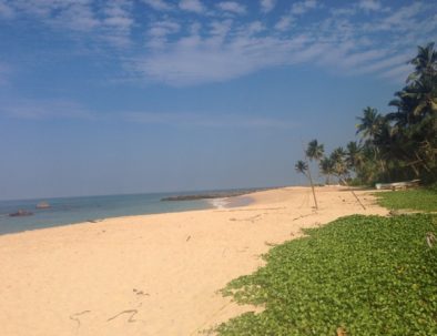 Havssköldpaddor i Ambalangoda på vackra Sri Lanka