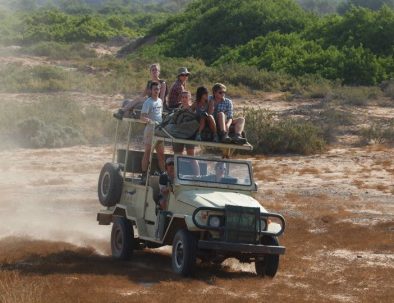 Ökenelefanter i Damaraland