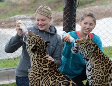 Naturreservat med jaguarer