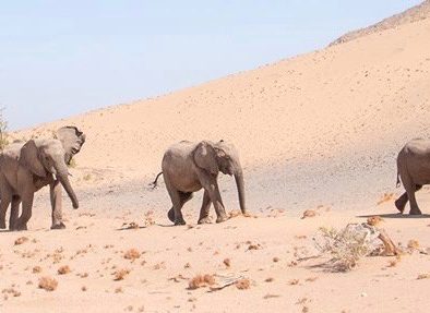 Ökenelefanter i Damaraland