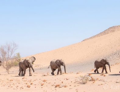 Ökenelefanter i Damaraland