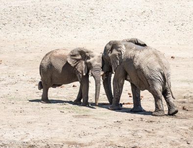 Ökenelefanter i Damaraland