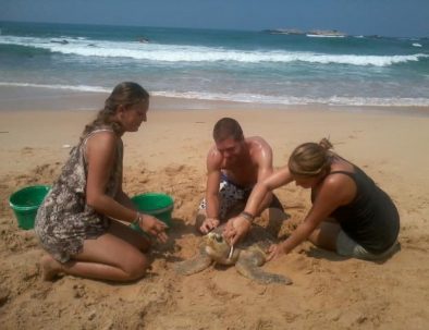 Havssköldpaddor i Ambalangoda på vackra Sri Lanka