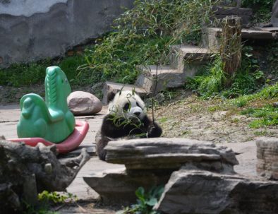 Jättepandor i Sichuanprovinsen i spännande Kina