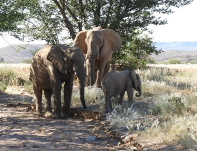 Ökenelefanter i Damaraland