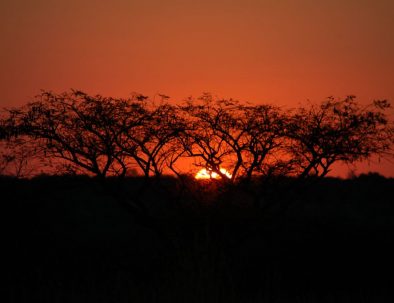 Räddningscenter vilda djur i Bulawayo