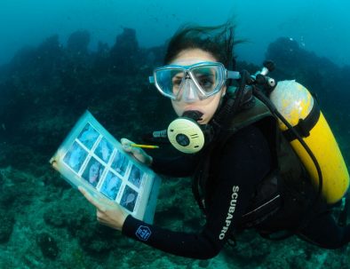 Valhajar dykning och marin forskning