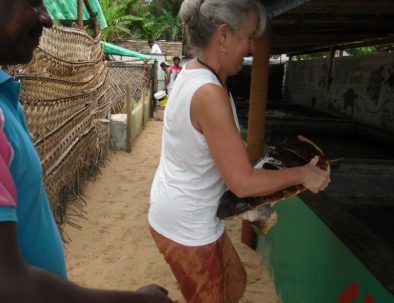 Havssköldpaddor i Ambalangoda på vackra Sri Lanka