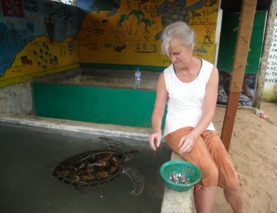 Havssköldpaddor i Ambalangoda på vackra Sri Lanka