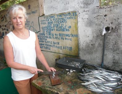 Havssköldpaddor i Ambalangoda på vackra Sri Lanka