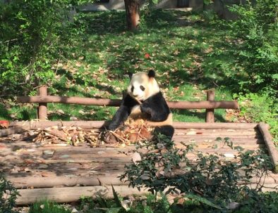 Jättepandor i Sichuanprovinsen i spännande Kina