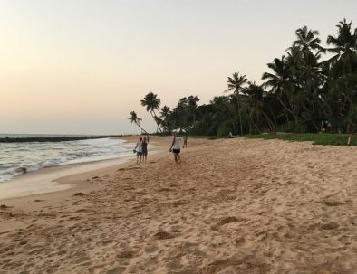 Havssköldpaddor i Ambalangoda på vackra Sri Lanka