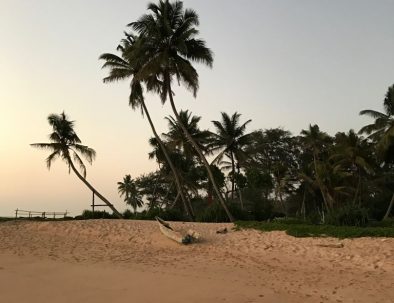 Havssköldpaddor i Ambalangoda på vackra Sri Lanka