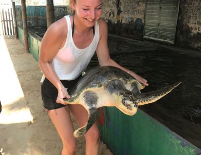 Havssköldpaddor i Ambalangoda på vackra Sri Lanka