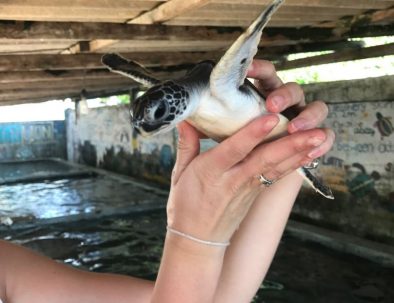 Havssköldpaddor i Ambalangoda på vackra Sri Lanka