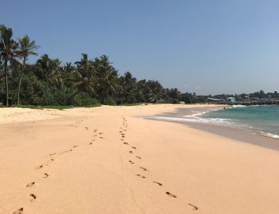 Havssköldpaddor i Ambalangoda på vackra Sri Lanka