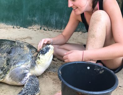 Havssköldpaddor i Ambalangoda på vackra Sri Lanka
