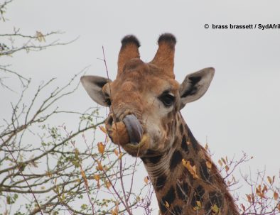 Big 5-reservat intill Krügerparken