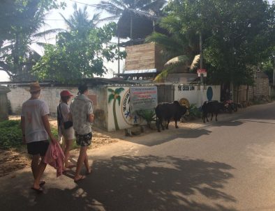 Havssköldpaddor i Ambalangoda på vackra Sri Lanka