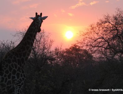 Big 5-reservat intill Krügerparken