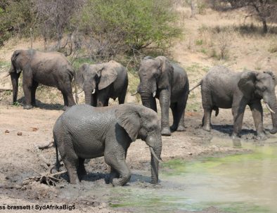 Big 5-reservat intill Krügerparken