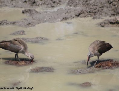 Big 5-reservat intill Krügerparken