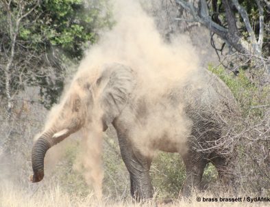 Big 5-reservat intill Krügerparken