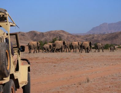 Ökenelefanter i Damaraland