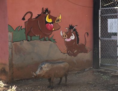 Räddningscenter vilda djur i Bulawayo