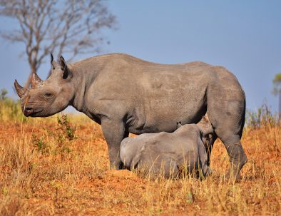 Noshörningsuppfödning och vilda djur