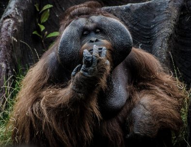 Djurräddningscenter på Sulawesi för djur från illegal handeln med exotiska djur