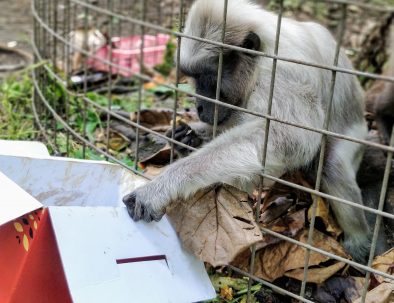 Djurräddningscenter på Sulawesi för djur från illegal handeln med exotiska djur