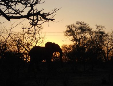 Big 5-reservat intill Krügerparken