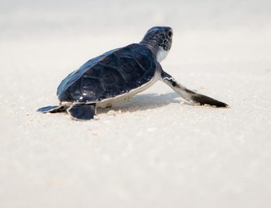 Havssköldpaddor i Ambalangoda på vackra Sri Lanka