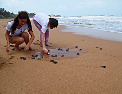 Havssköldpaddor i Ambalangoda på vackra Sri Lanka