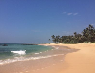 Havssköldpaddor i Ambalangoda på vackra Sri Lanka