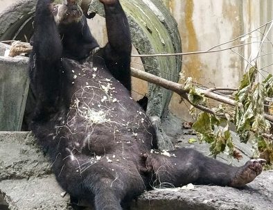 Djurräddningscenter på Sulawesi för djur från illegal handeln med exotiska djur