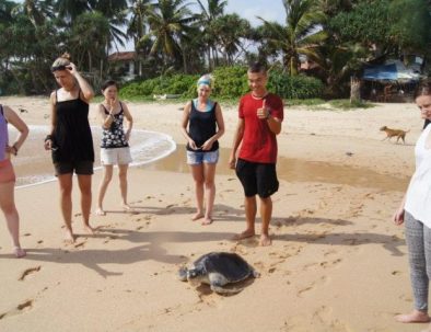 Havssköldpaddor i Ambalangoda på vackra Sri Lanka