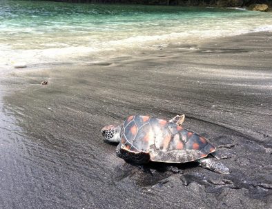 Bevarande av Havssköldpaddor på Bali