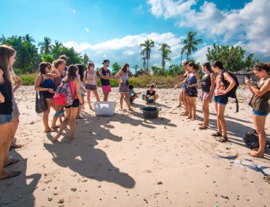 Bevarande av Havssköldpaddor på Bali