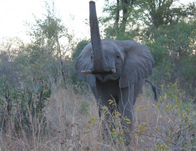 Big 5-naturreservat vid Victoriafallen