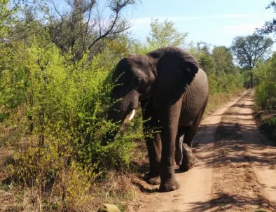 Big 5-naturreservat vid Victoriafallen