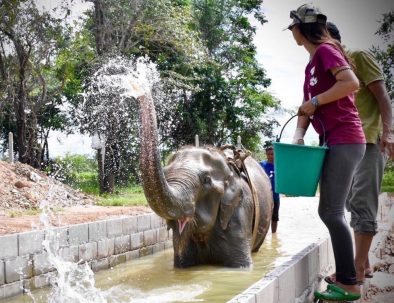 Rehabilitering för asiatiska elefanter i underbara Thailand