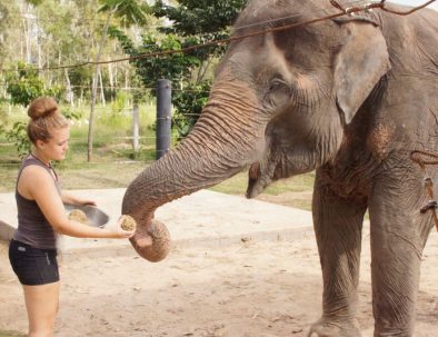 Rehabilitering för asiatiska elefanter i underbara Thailand