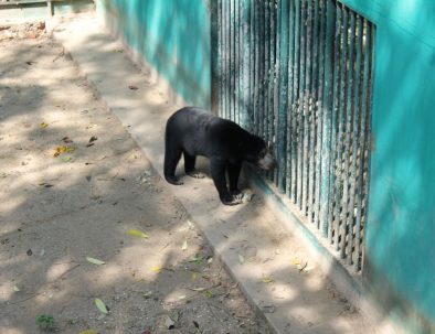 Räddningscenter vilda djur i underbara Thailand