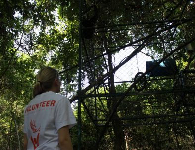 Räddningscenter vilda djur i underbara Thailand