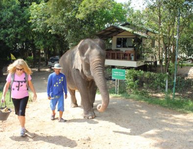 Rehabilitering för asiatiska elefanter i underbara Thailand