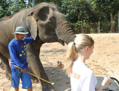 Rehabilitering för asiatiska elefanter i underbara Thailand